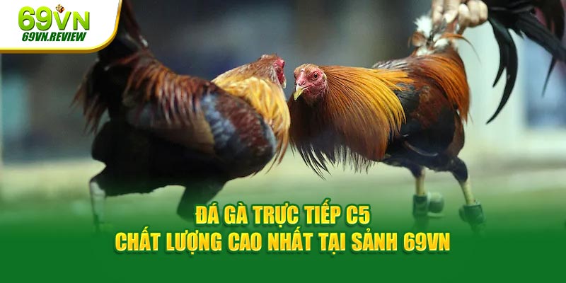 Đá Gà Trực Tiếp C5 Chất Lượng Cao Nhất Tại Sảnh 69VN