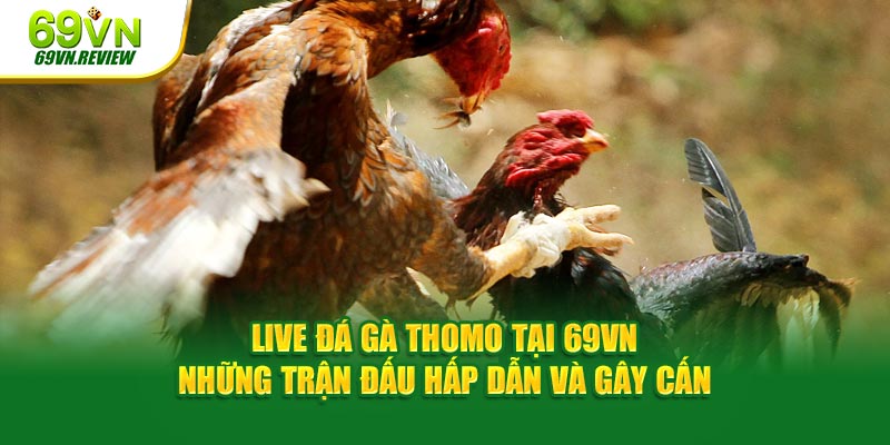 Live Đá Gà Thomo Tại 69VN